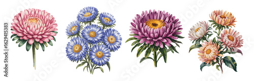 Set of Aster flowers and bouquets different colors. September birth month flowers watercolor paintings. Vector illustrations isolated on transparent background