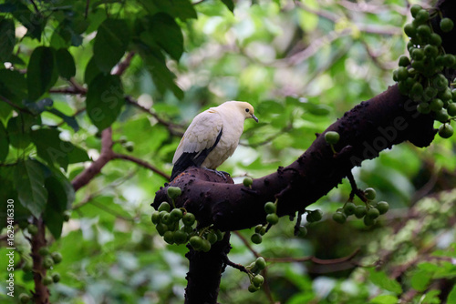Photos Pied Imperial Pigeon (Ducula bicolor) perched on fruiting branch amid lush green foliage in Hong Kong