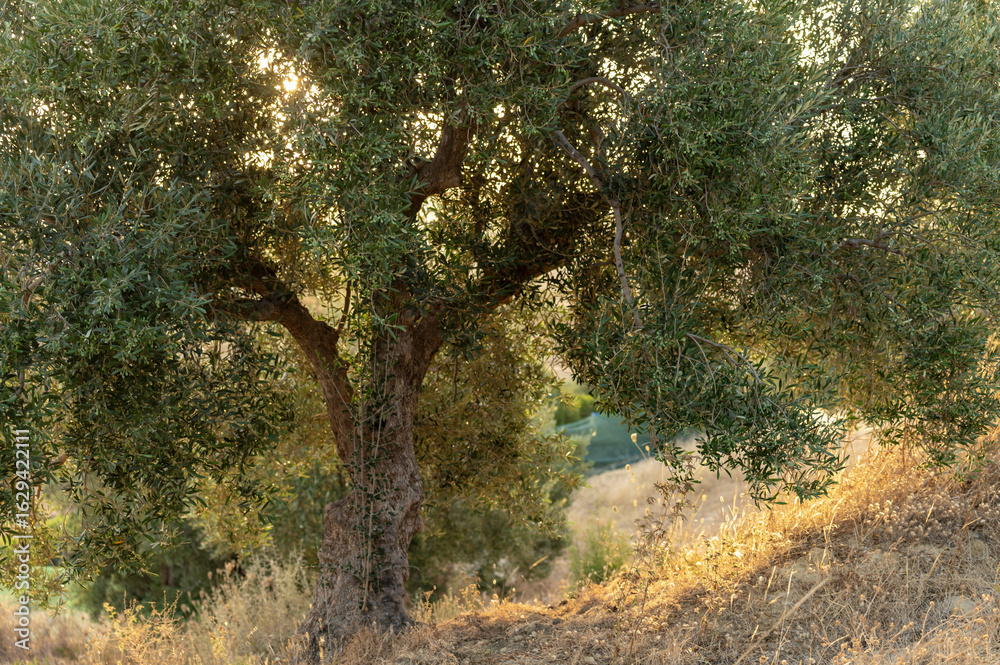 Fototapeta premium Oliviers au lever du jour en Tunisie