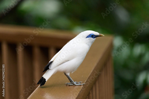 Canvas Print Bali Myna (Leucopsar rothschildi) perched on wooden rail with blurred green background in Hong Kong