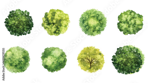 Eight watercolor vector trees top view element set white background green