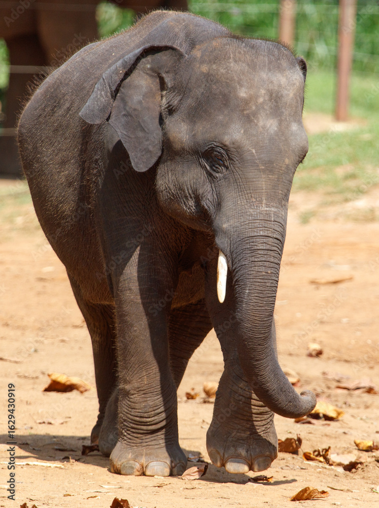 Fototapeta premium A baby elephant is walking in a dirt field