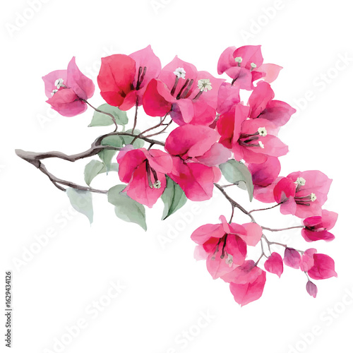 Vibrant pink watercolor bougainvillea branch with green leaves on white magenta fuchsia