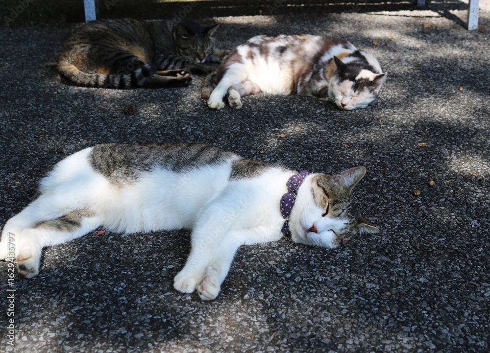 Fototapeta premium 午後のお昼寝 ねこ キジトラ白