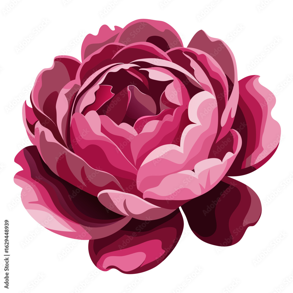 Obraz premium pink rose on white background