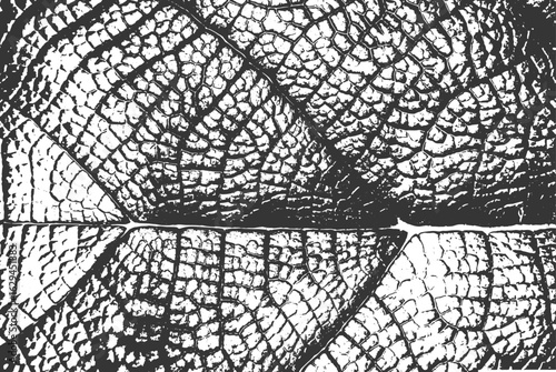 vector leaf skeleton texture background, detailed organic leaf vein pattern, black and white cracked leaf surface, natural dry leaf imprint vector design
