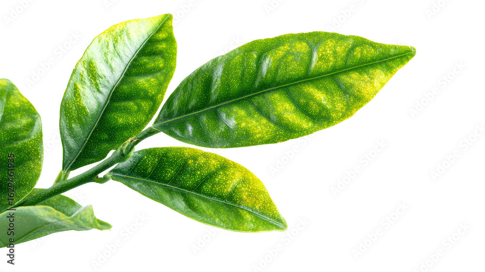 Obraz premium Green leaves with vibrant shades on a white isolated background.