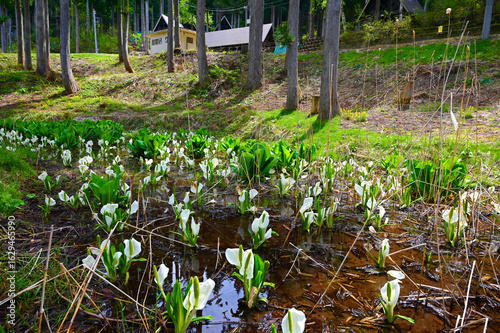 水芭蕉　ミズバショウ　雪解けの花　サトイモ科ミズバショウ属　山　春　花　植物　白山麓　福井県勝山市
