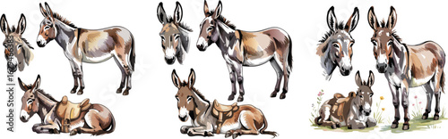 Watercolor Donkey Illustration Standing, Reclining, and Head Studies with Detailed Saddle and Floral Accents