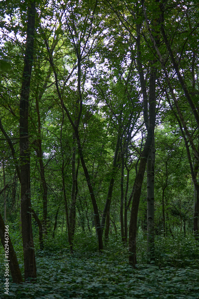 Fototapeta premium Beautiful trees in the park