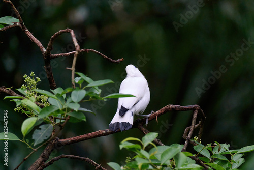 Photography Bali Myna (Leucopsar rothschildi) perched on wooden rail with blurred green background in Hong Kong