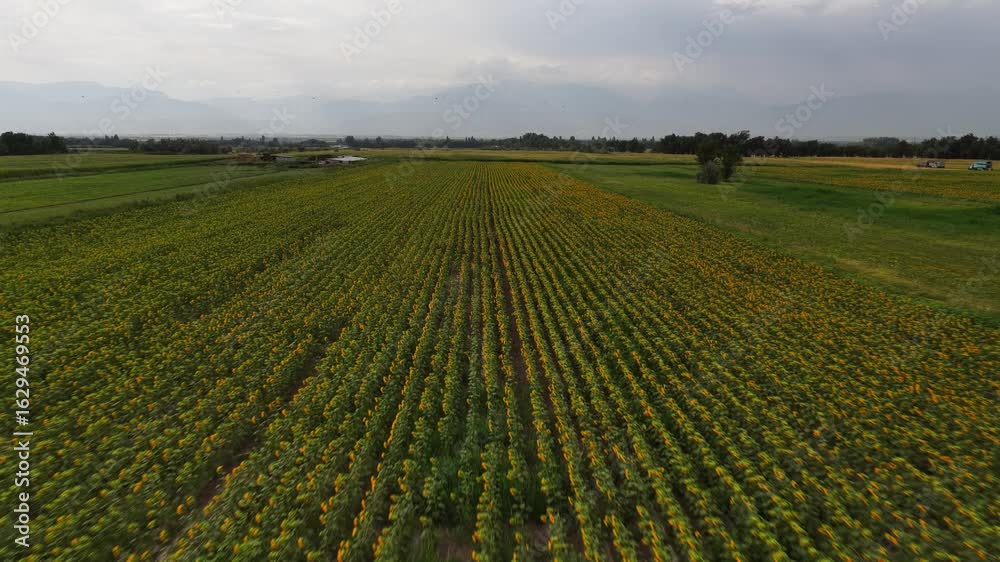 Endless golden sunflowers sway gently under the warmth of the summer sun, set against a clear, azure sky. The view from the drone. Endless golden sunflowers sway gently under the warmth of the summer sun, set against a clear, azure sky. The view from the drone.