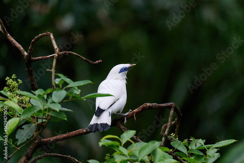 Photography Bali Myna (Leucopsar rothschildi) perched on wooden rail with blurred green background in Hong Kong