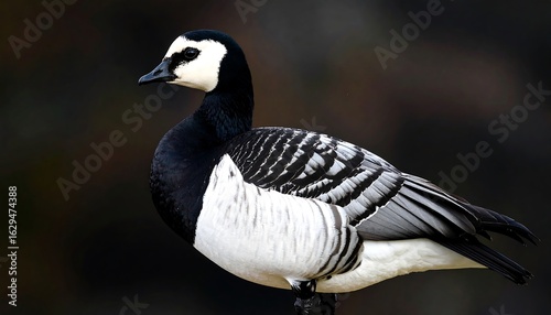 Elegant Barnacle Goose Portrait: A Striking Wildlife Image with Natural Light