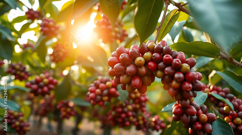Sunlit Coffee Cherries on Branch — Organic Harvest at Golden Hour