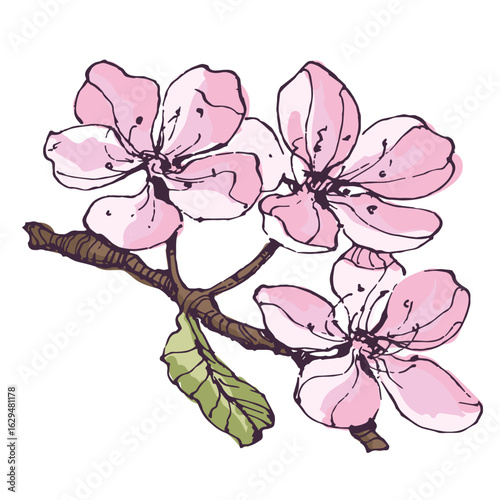 Sakura blossom branch. Falling petals, flowers. Isolated flying realistic japanese pink cherry or apricot floral elements fall down vector background. Hand drawn sketch illustration.