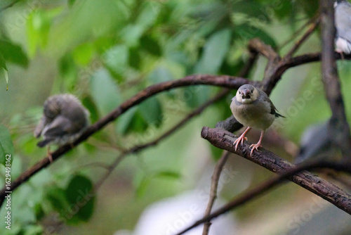 Billede på lærred Japanese Tit (Parus minor) perched on a branch amid lush green foliage in Hong Kong
