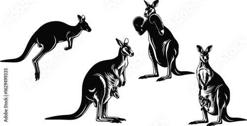 Dynamic kangaroos boxing, jumping, and with joey in pouch