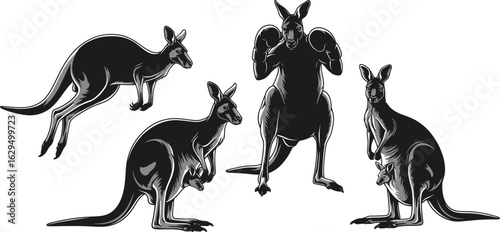 Dynamic kangaroos showcase boxing, jumping, and family bonding moments