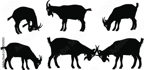 Silhouetted goats demonstrate various actions including headbutting and grazing