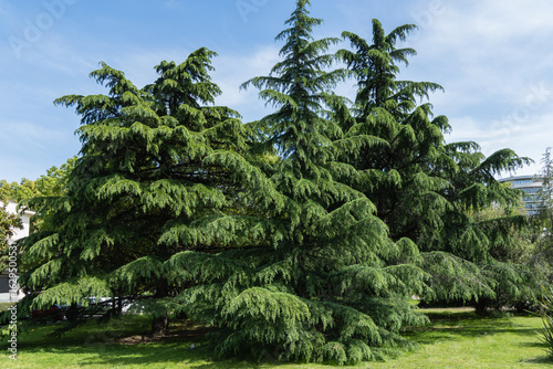 Lush, expansive Himalayan Cedar, Cedrus Deodara (Deodar Cedar, Himalayan Cedar)  with dense green foliage, standing prominently in well-maintained grassy area under clear blue sky.