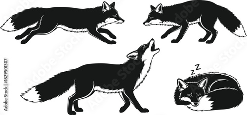 Dynamic foxes in various poses striking natural beauty