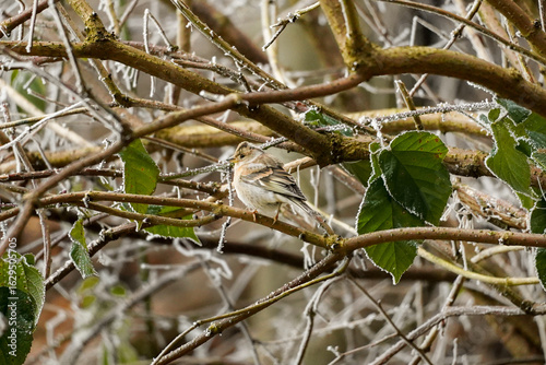 Fluffy sparrow bird (Passer domesticus) perching on frosty branch with thick feather coat for the cold winter morning