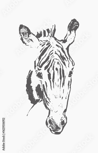 Zebra  hand draw