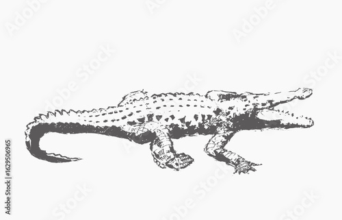 Crocodile  hand draw