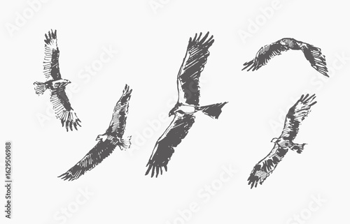 Eagle  hand draw
