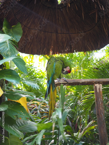 parrot on a branch