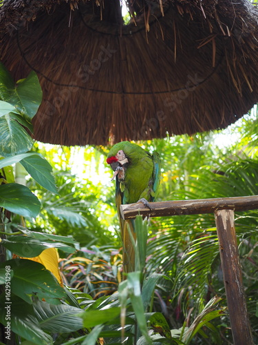 green winged macaw