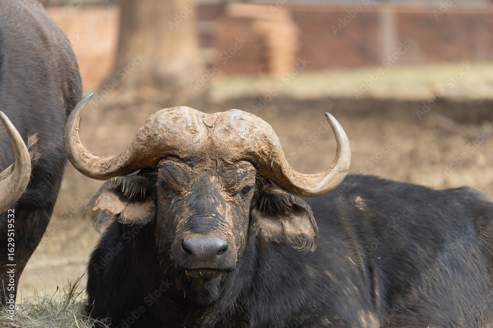 Naklejka premium Buffalo in the zoo standing with pride