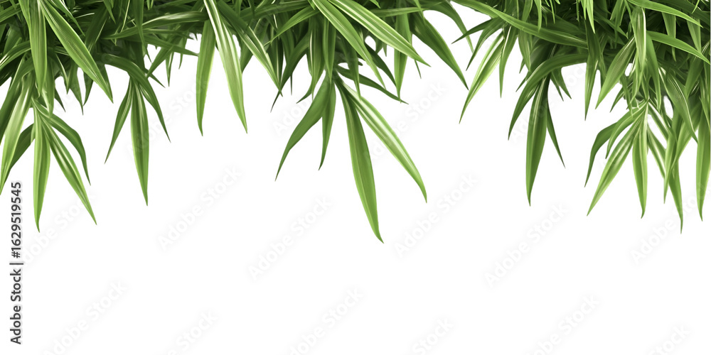 Fototapeta premium Hanging Spider Plant Isolated
