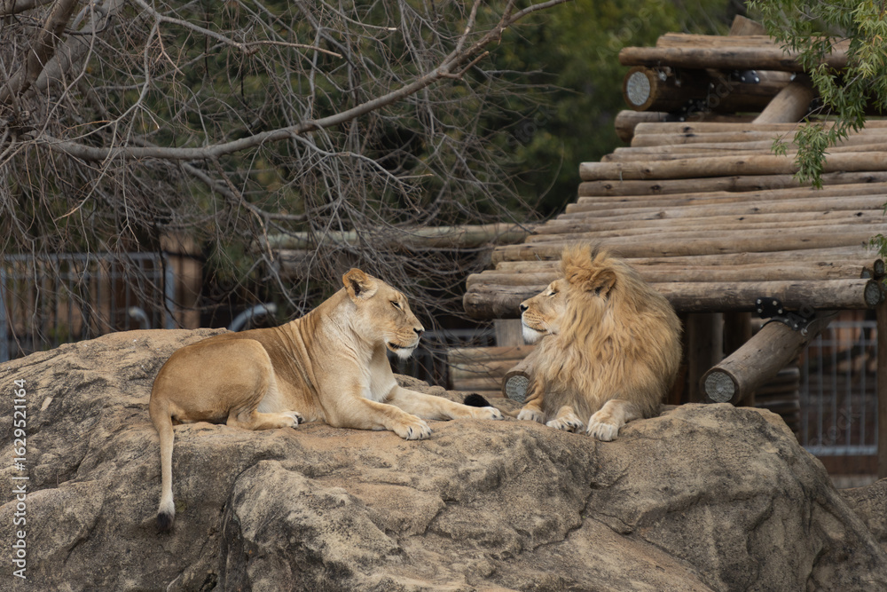 Naklejka premium Powerful predators of the wild — a majestic lion and a fierce tiger captured in their natural strength and grace.