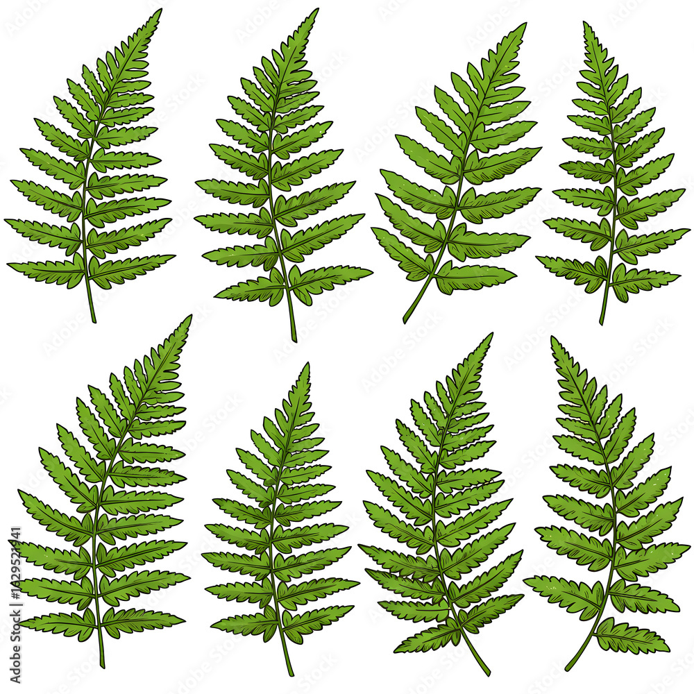Obraz premium Healthy Green Fern Leaves Set Fresh Natural Botanical Design