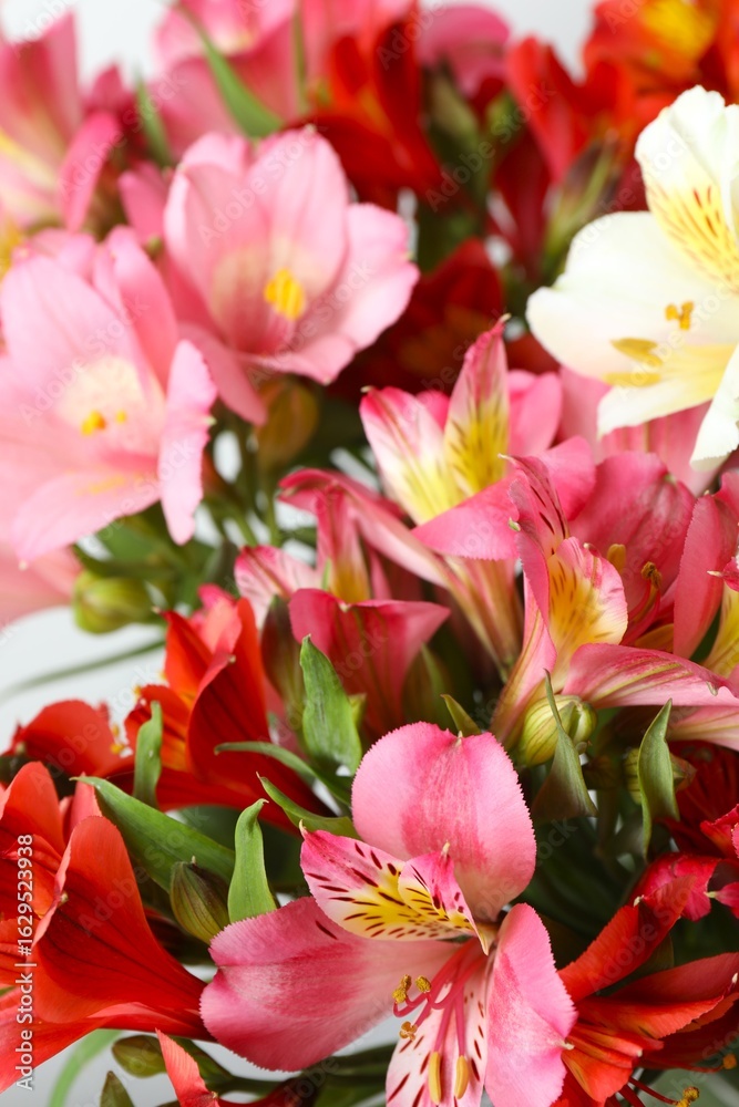 Obraz premium alstroemeria flowers