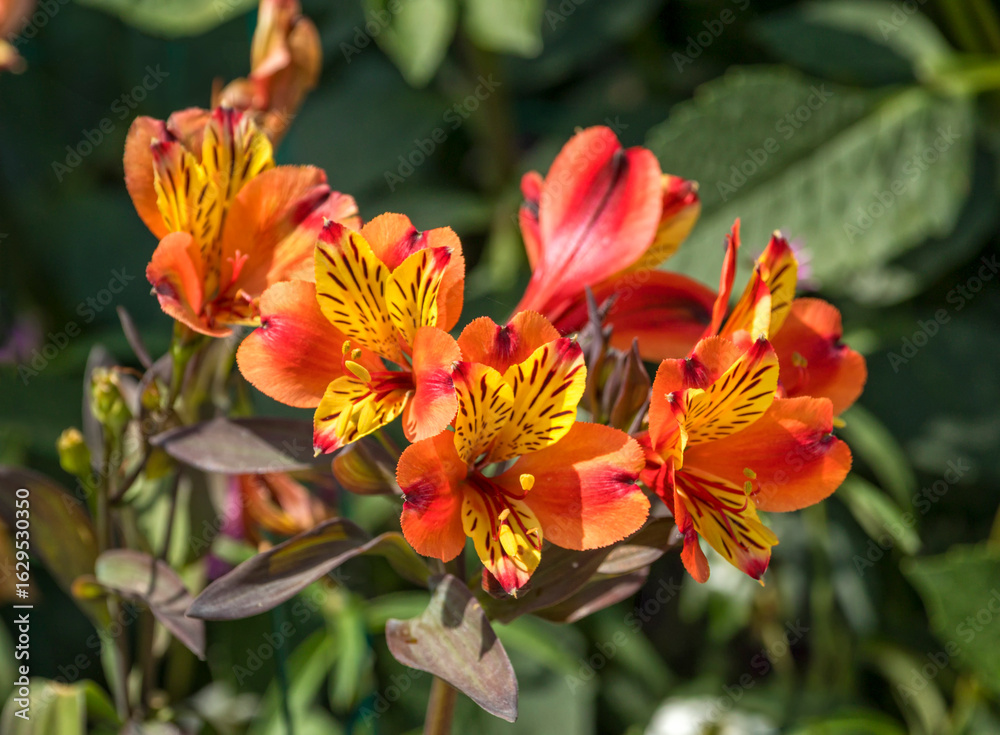 Fototapeta premium Lily of the Incas, Alstroemeria or Peruvian lily blossoms