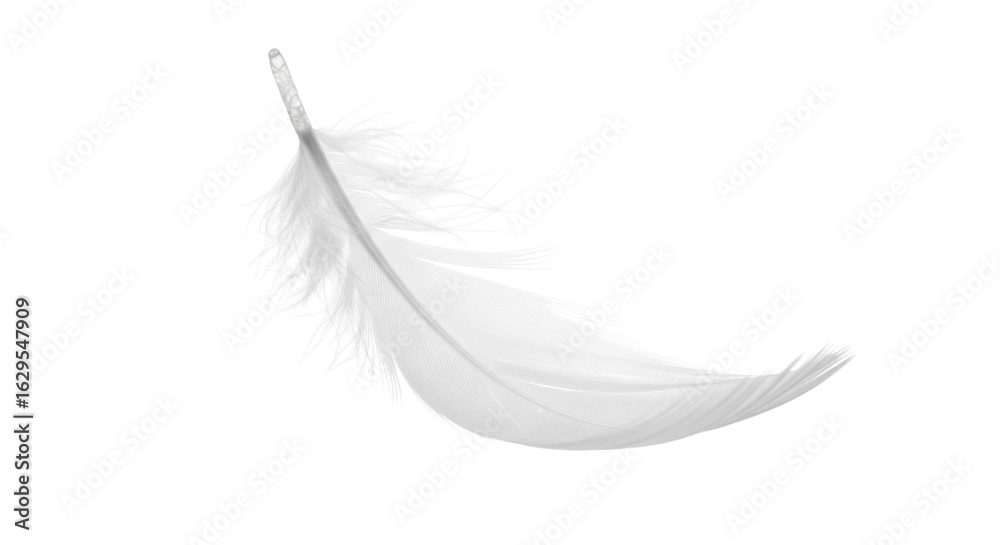 Fototapeta premium Soft white feather on a light background