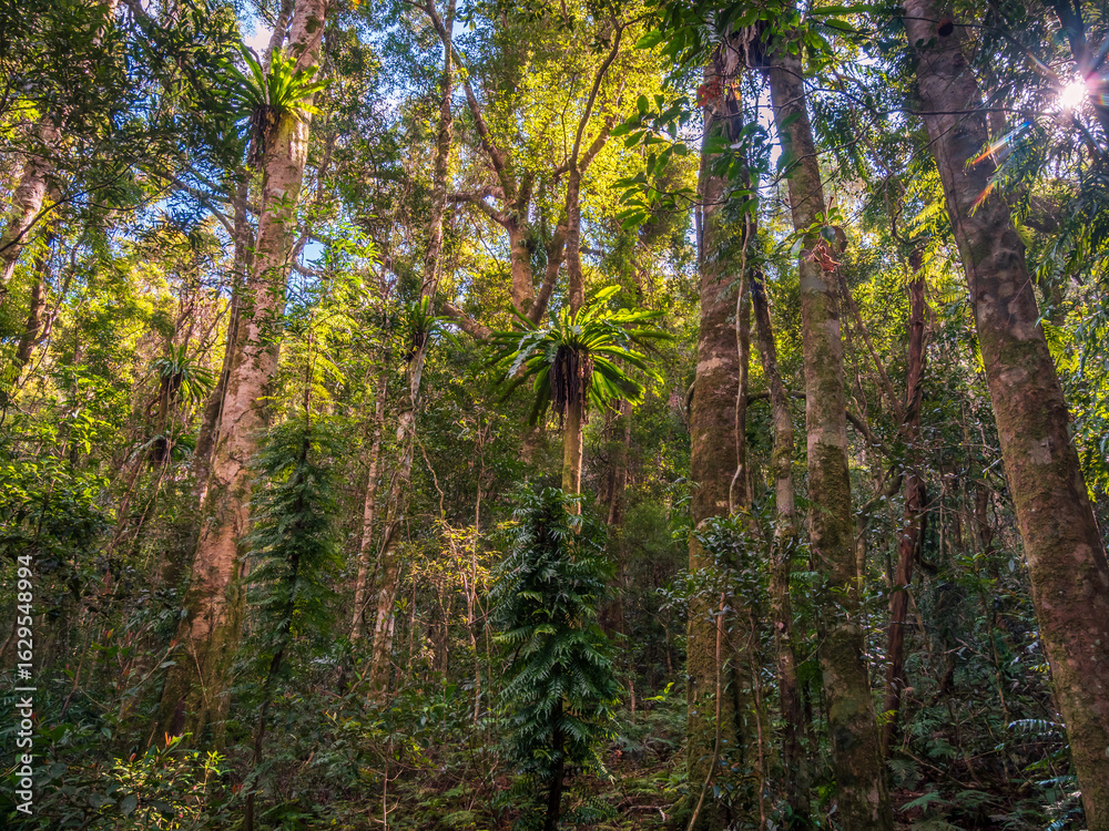 Fototapeta premium Trees in the Rainforest with Sunlight