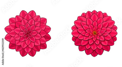 Set of colourful dahlia flower vector illustration design