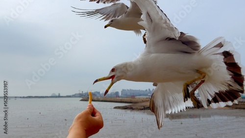 Canvas Print Hungry seagulls rush for french fry from tourist hand