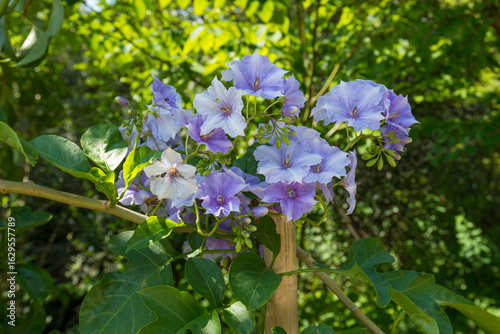 Foto Flowering Costa-Rica-Nightshade plant