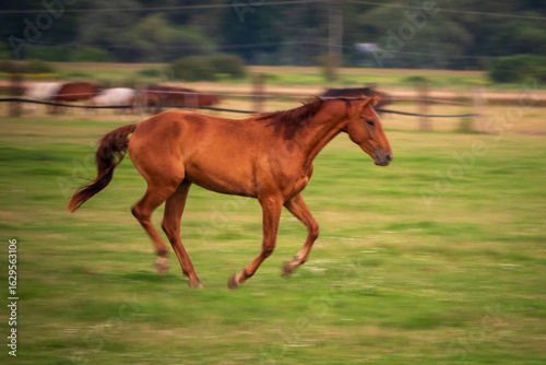 Young brown horse running on a green pasture with motion blur. Rural background with fence and other animals in distance.