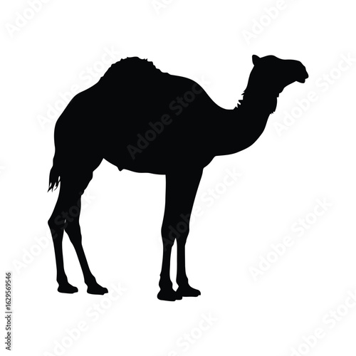 Silhouette of a dromedary camel standing gracefully isolated on white background