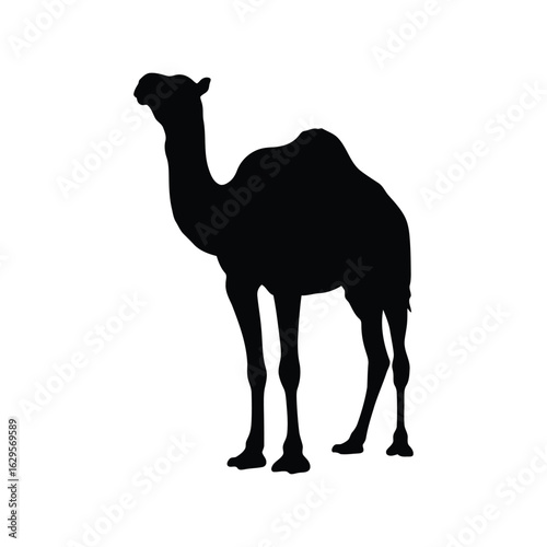 Silhouette of a dromedary camel standing profile view isolated on white background