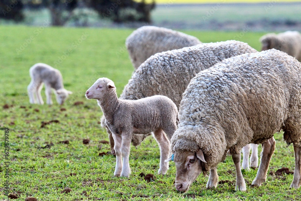 Obraz premium Australian Merino ewes and lambs grazing together in a green pasture on a Western Australian farm in winter