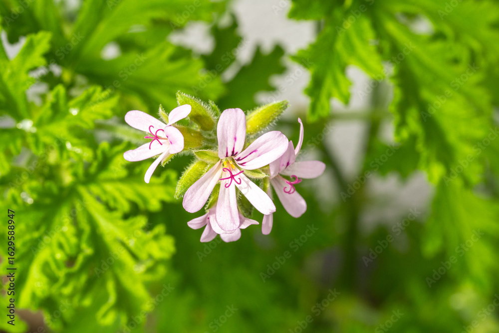 Obraz premium ローズゼラニウムの花