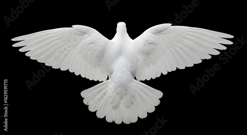 White Dove Bird Flying on Black Background Spreading Wings