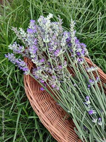 bunch of lavender in basket 